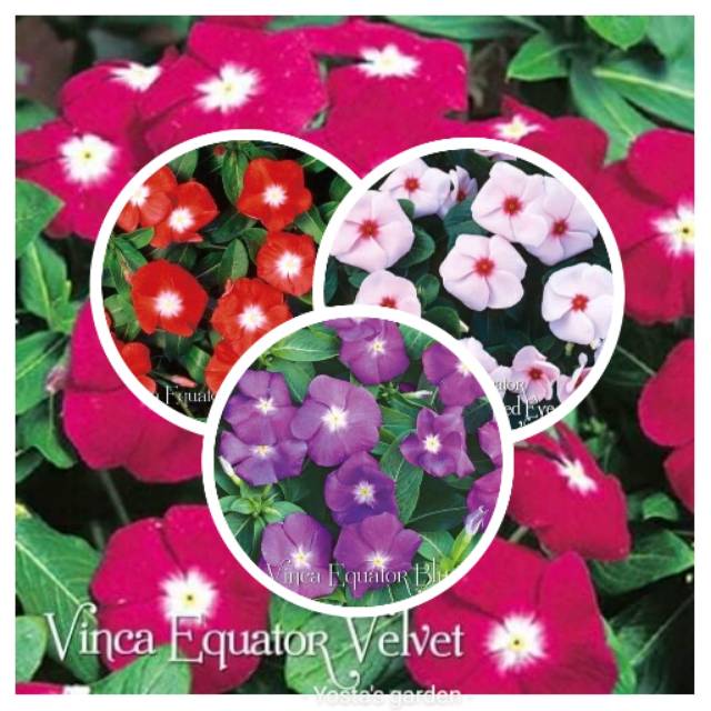 PAKET VINCA JEPANG EQUATOR IMPORT