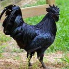 

telur ayam hias cemani hitam