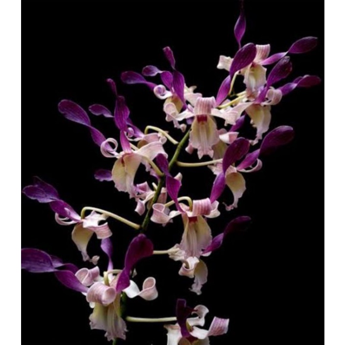 Jual Dendrobium spirit of java | Shopee Indonesia