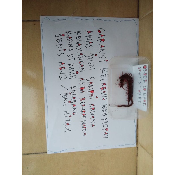 kelabang kecil garansi Merah  garansi hidup sampai alamat