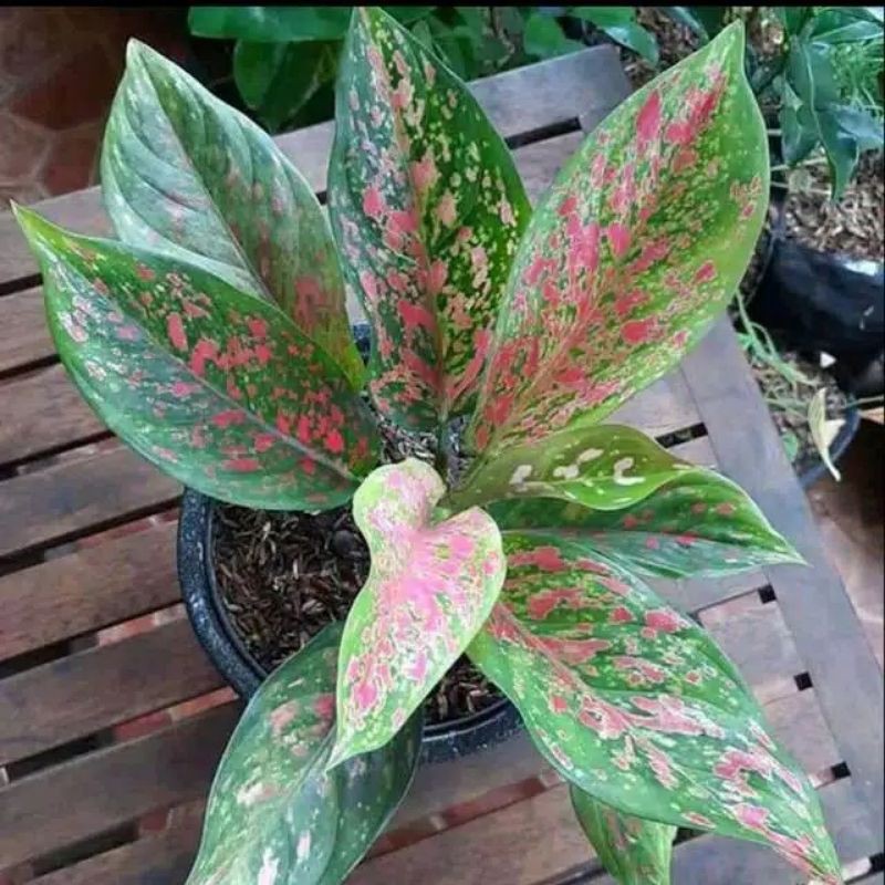 TANAMAN HIAS RED VENUS // AGLONEMA RED VENUS // AGLONEMA VENUS MURAH