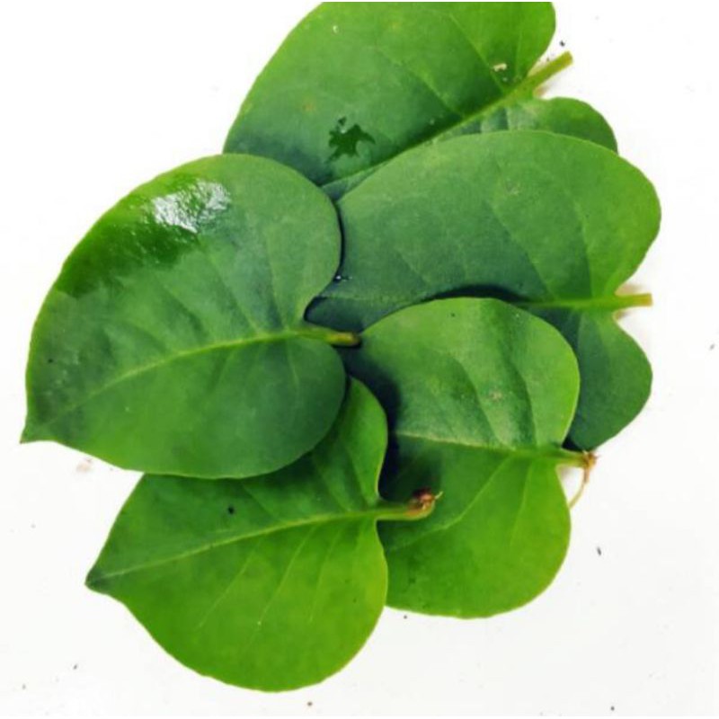 

Daun binahong segar obat herbal Anredera cordifolia
