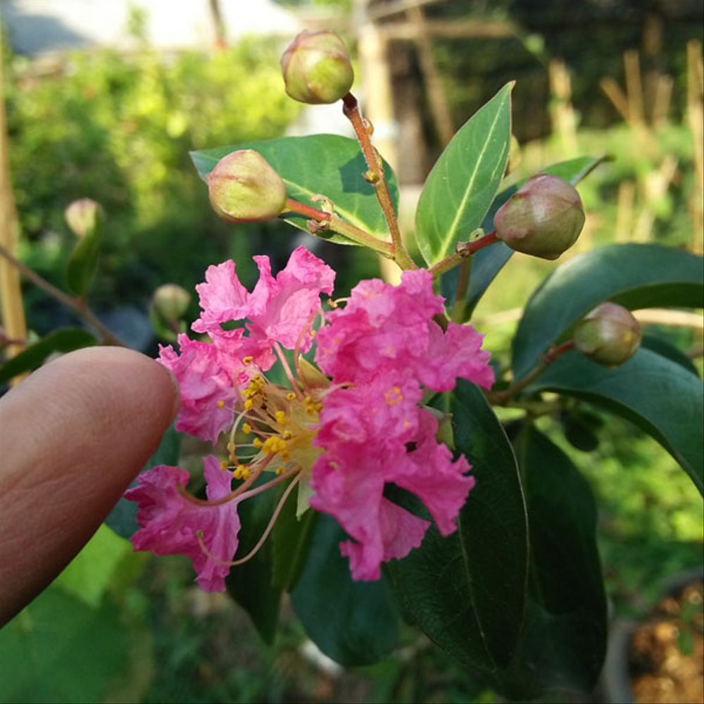 

bibit bunga sakura super indah sangat murah dan kondisi super