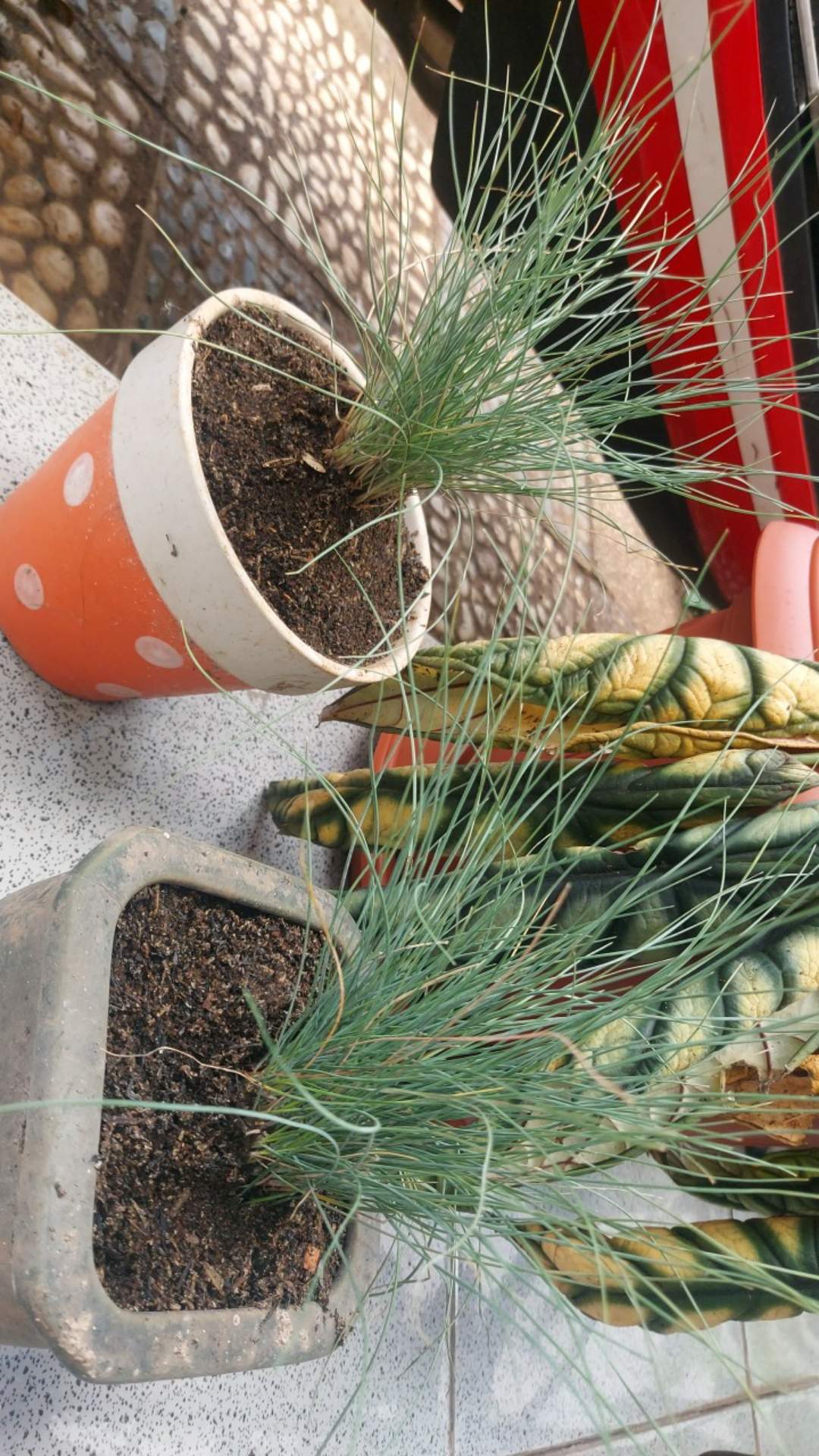 Tanaman Hias Rumput Biru - Festuca Glauca