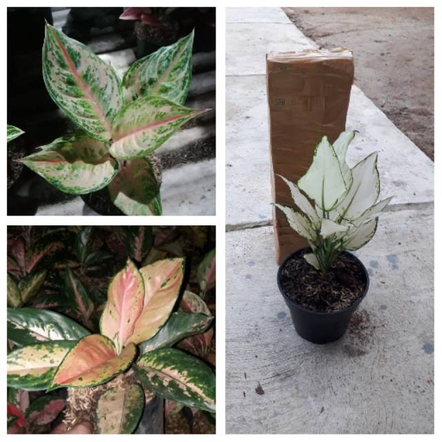 bunga aglonema paket 3 LOD,kocin tembaga,super white