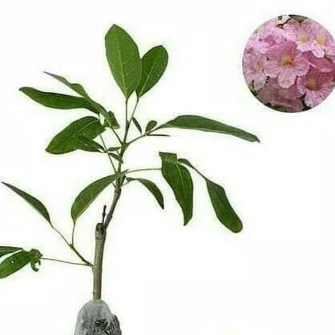 BIBIT TANAMAN HIAS TABEBUYA BUNGA PINK - POHON BUNGA SAKURA INDONESIA BIBIT TANAMAN