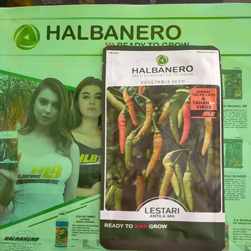 benih cabai rawit LESTARI