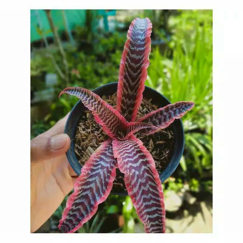 TANAMAN HIAS POHON SANSIVERA TOKEK PINK/TANAMAN HIAS