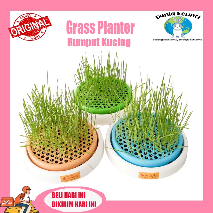 RUMPUT KUCING GRASS PLANTER TEMPAT TANAM RUMPUT SET RUMPUT GANDUM