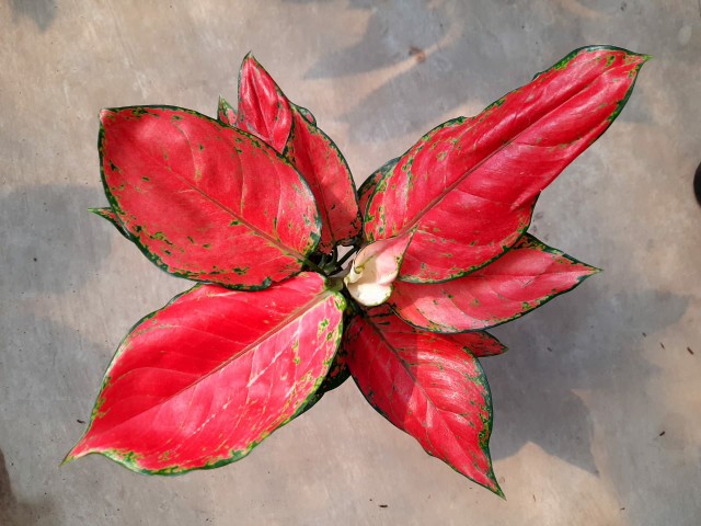 Tanaman Hias Aglonema Ruby Garuda