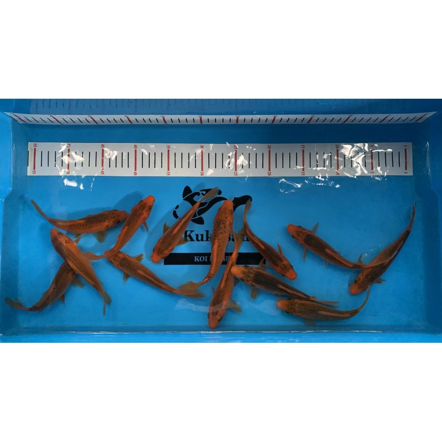 Ikan Koi Aka Matsuba size 15-16 cm