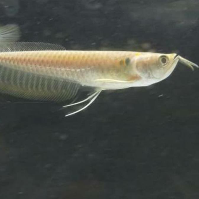 POPULER ✻ Ikan Arwana/arowana Silver Brazil;