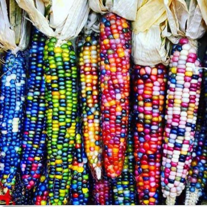 Bibit Benih Biji Jagung Pelangi Rainbow Corn Warna Warni Isi 10 Biji FS