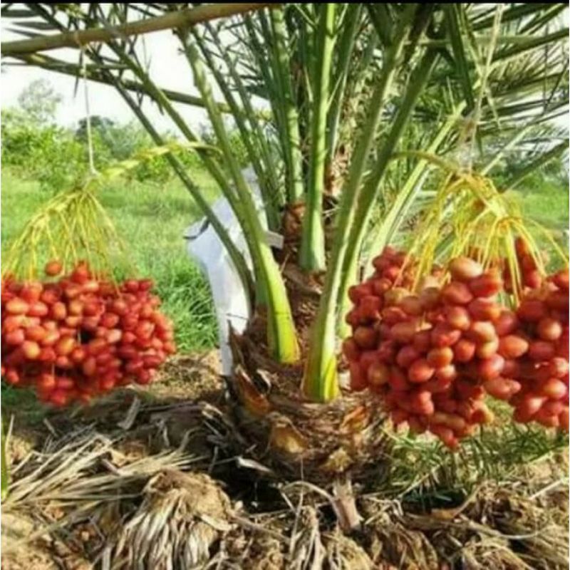 bibit kurma ajwa