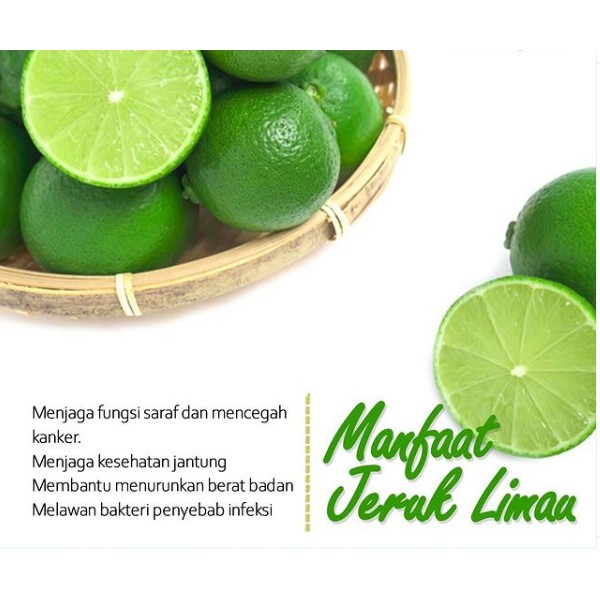 Jeruk Limau Berbuah/ jeruk sambal / bibit jeruk limau sudah berbuah