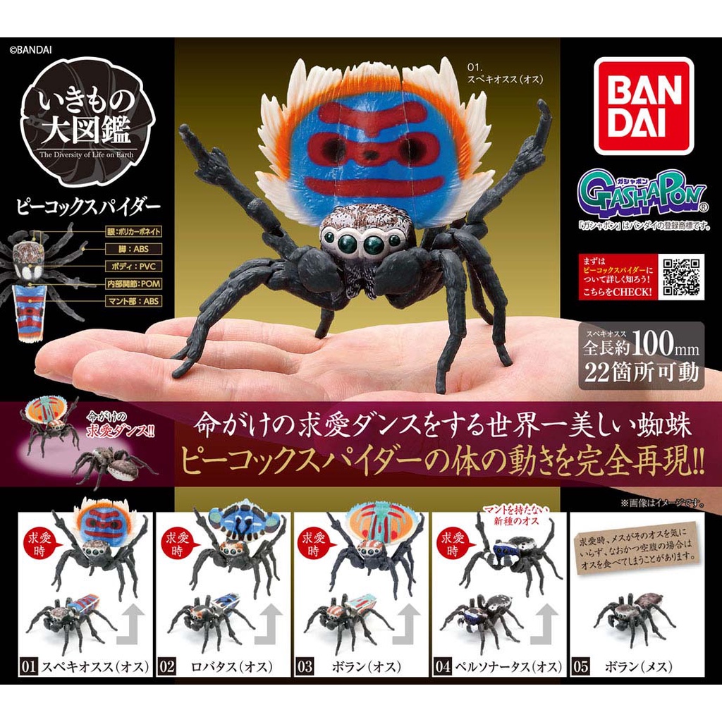 Peacock Spider Ikimono Encyclopedia Series Laba-laba Merak Maratus Dangomushi Bandai Gacha Gashapon