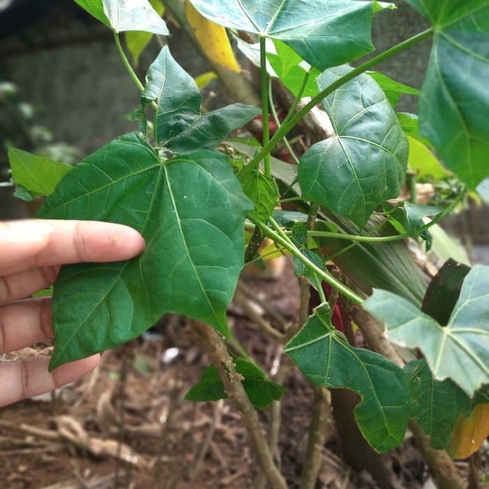 

1KG Daun caya caya lalapan siap masak