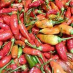 

Cabe rawit domba Harvest june
