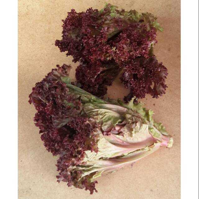

SELADA KRITING MERAH /pck(~250g)
