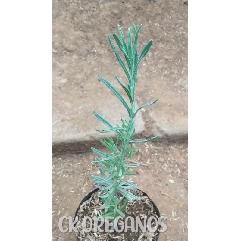 

Bibit Lavender Mexican
