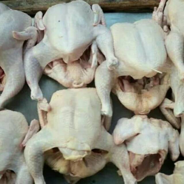 

Ayam fresh 1 ekor