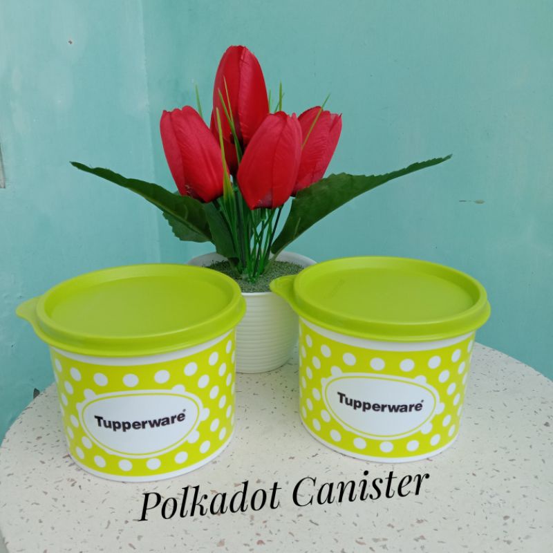 Compact Canister Polkadot Green