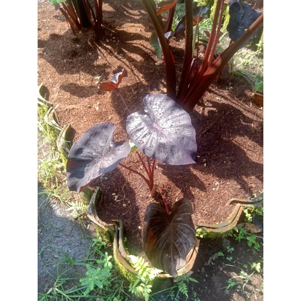 tanaman colocasia blackcoral