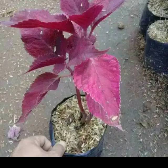 Tanaman hias miyana-miyana merah