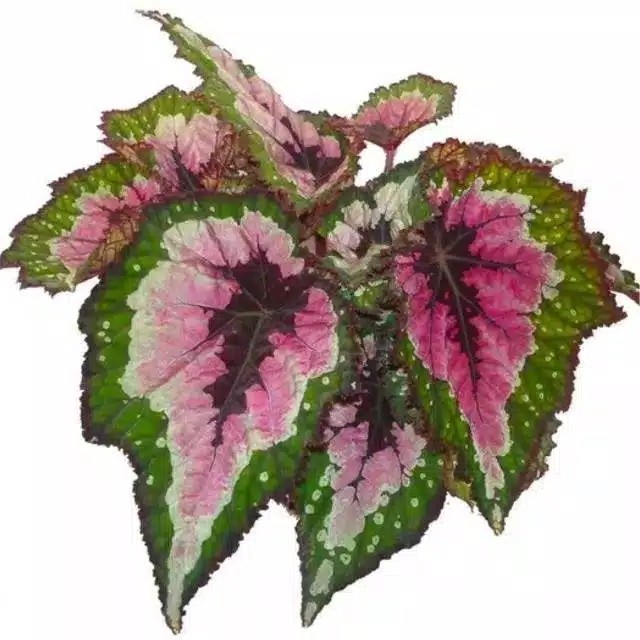 Begonia Rex Pelangi