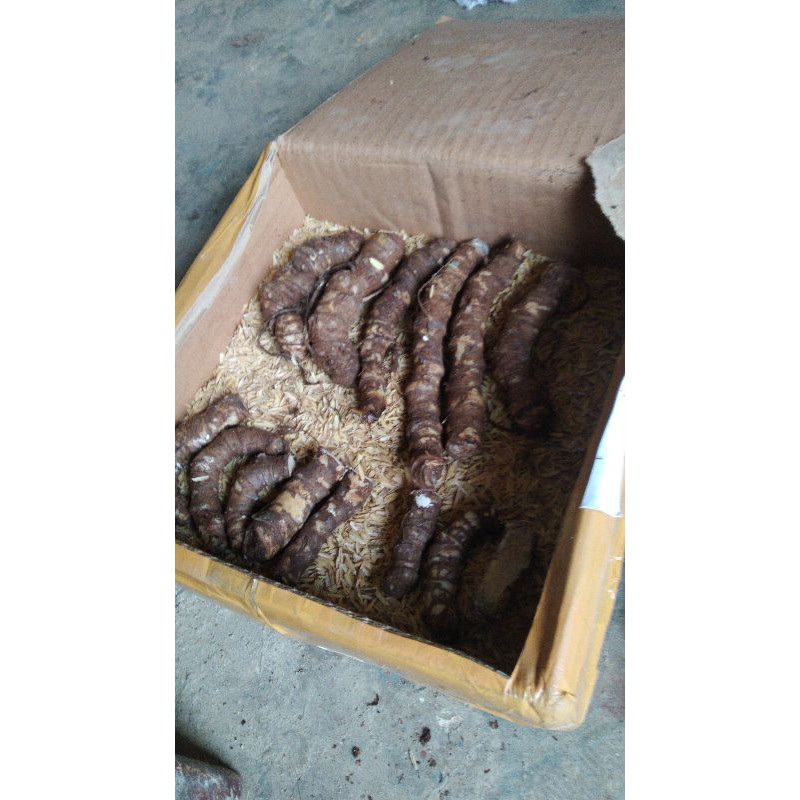 bonggol alocasia dragon super