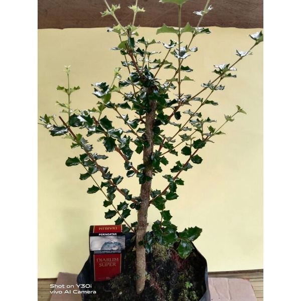 Bahan Bonsai Hokianti