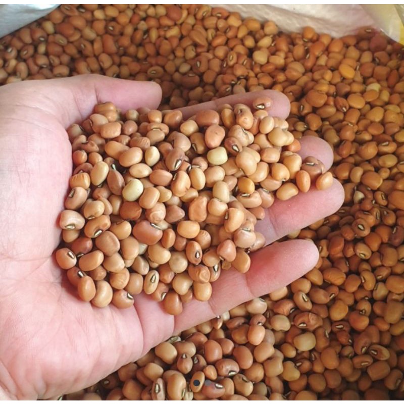 

Kacang Tolo Import 500gram