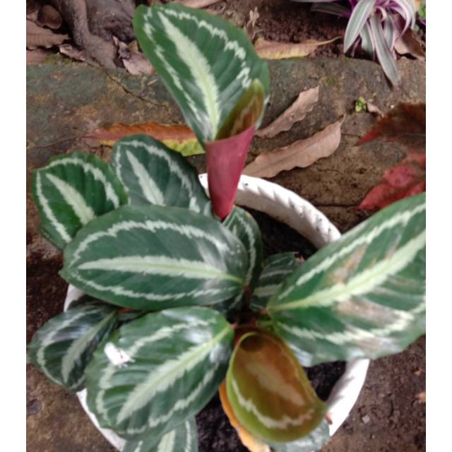 Calathea medalion