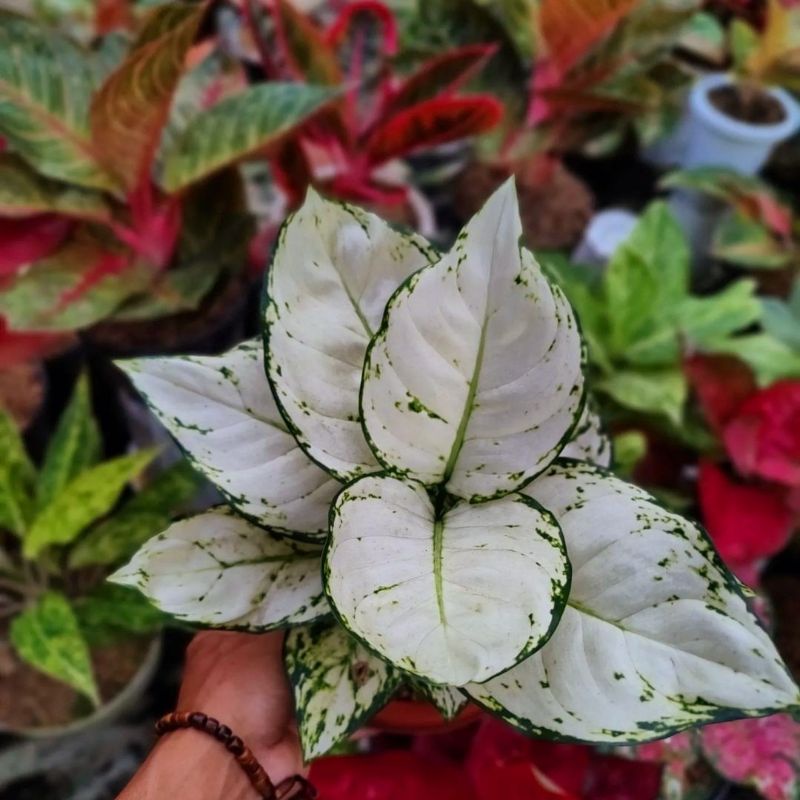 Tanaman Hias Aglonema Aglaonema Super White / Bunga Hias Aglaonema Super White