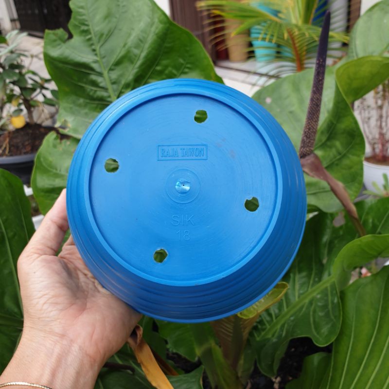 Pot bunga raja tawon SIK 18 BIRU ROYAL BLUE cantik tebal kuat murah