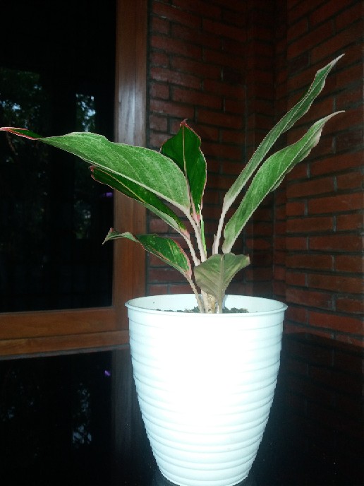 Tanaman Aglaonema Lipstik Pink/ Lipstik Kelasik
