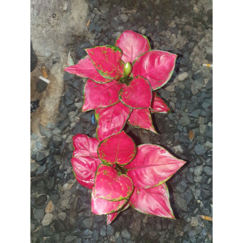 aglaonema red anjamani