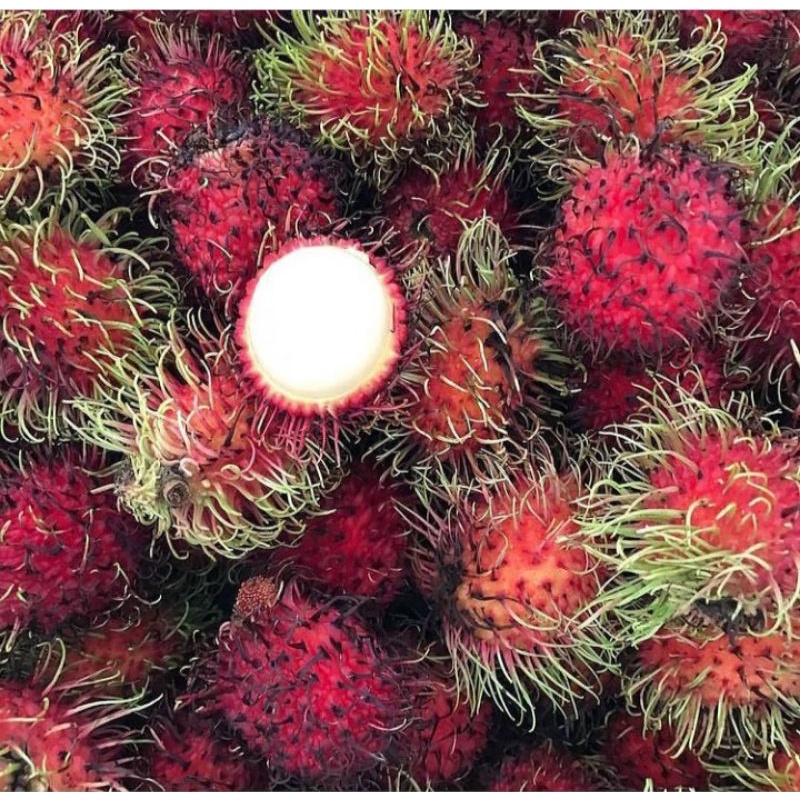 

Buah rambutan segar per 2 ikat