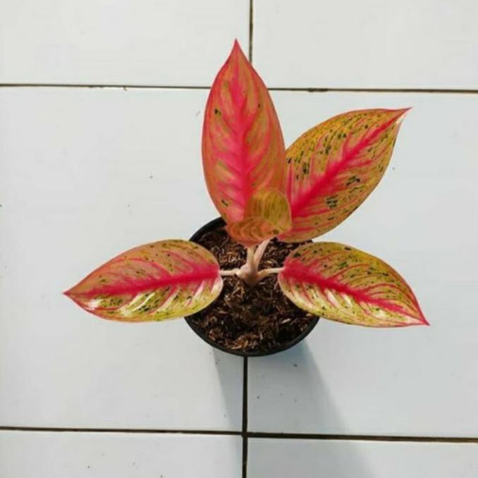 Tanaman Hias Aglonema Legacy Tulang Ikan Janeamarashop