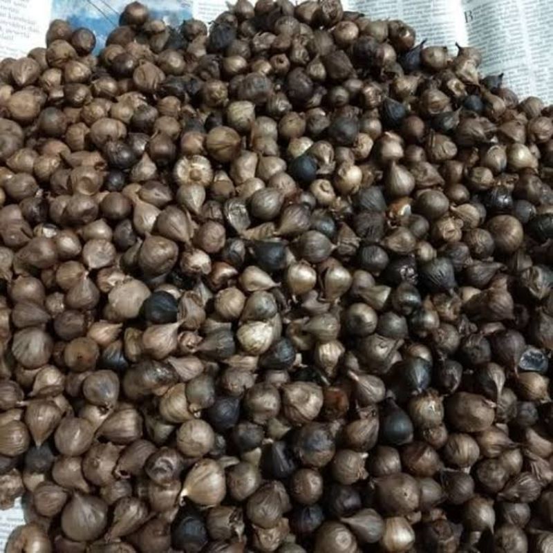 Black Garlic (Bawang Hitam) Tunggal/lanang 1 Kg