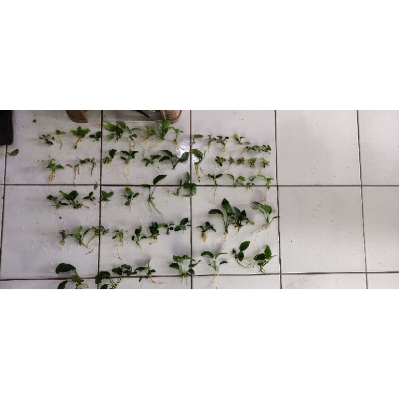 anubias Nana, petitet, barteri, broadleaf