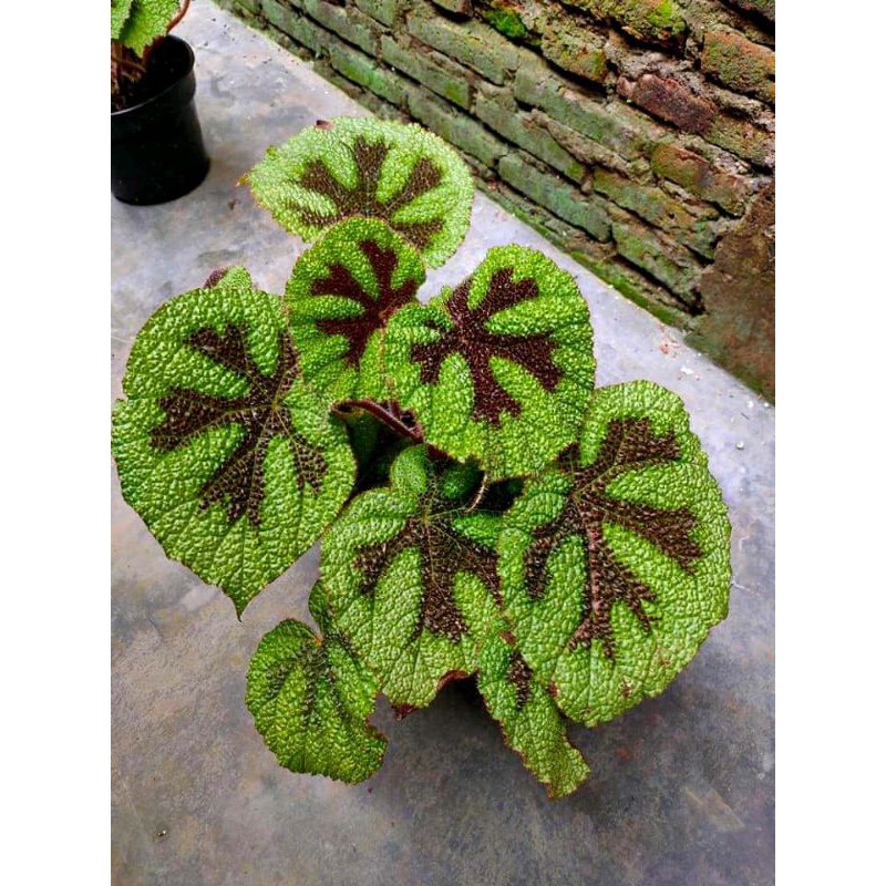 Tanaman Begonia Macan / Begonia Macan