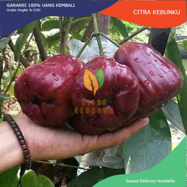 Jual Bibit Buah Jambu Air Dalhari Hasil Okulasi Cepat Berbuah Shopee Indonesia