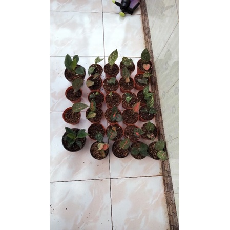 bibit aglaonema red anja,,red majesty,red venus, pink dalmantion,kocin tembaga,ruby