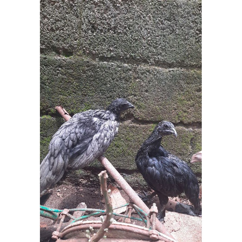 ayam cemani x birma