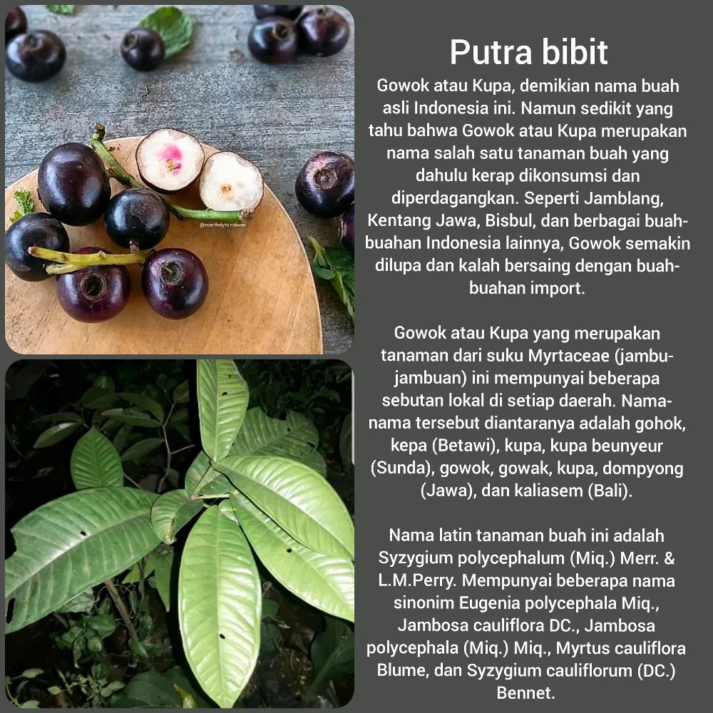 Bibit pohon gowok-Buah kupa