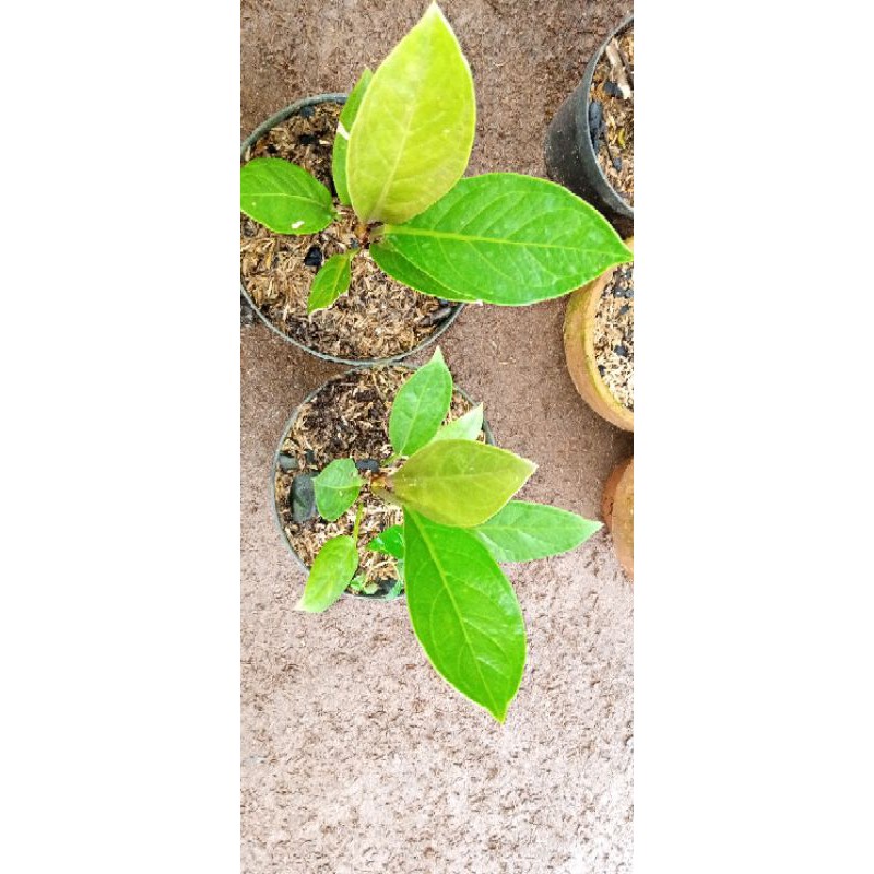 anthurium jemani kobra