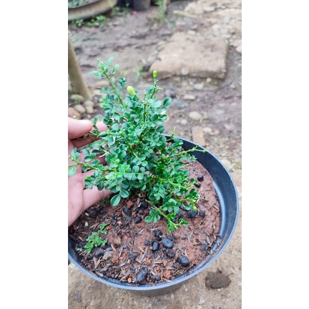 bahan bonsai kemuning super micro