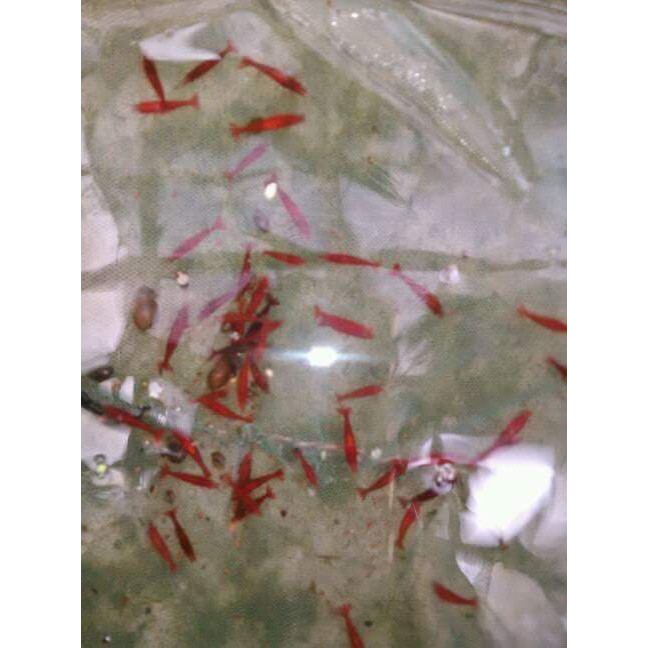 udang hias aquascape red fire shirmp