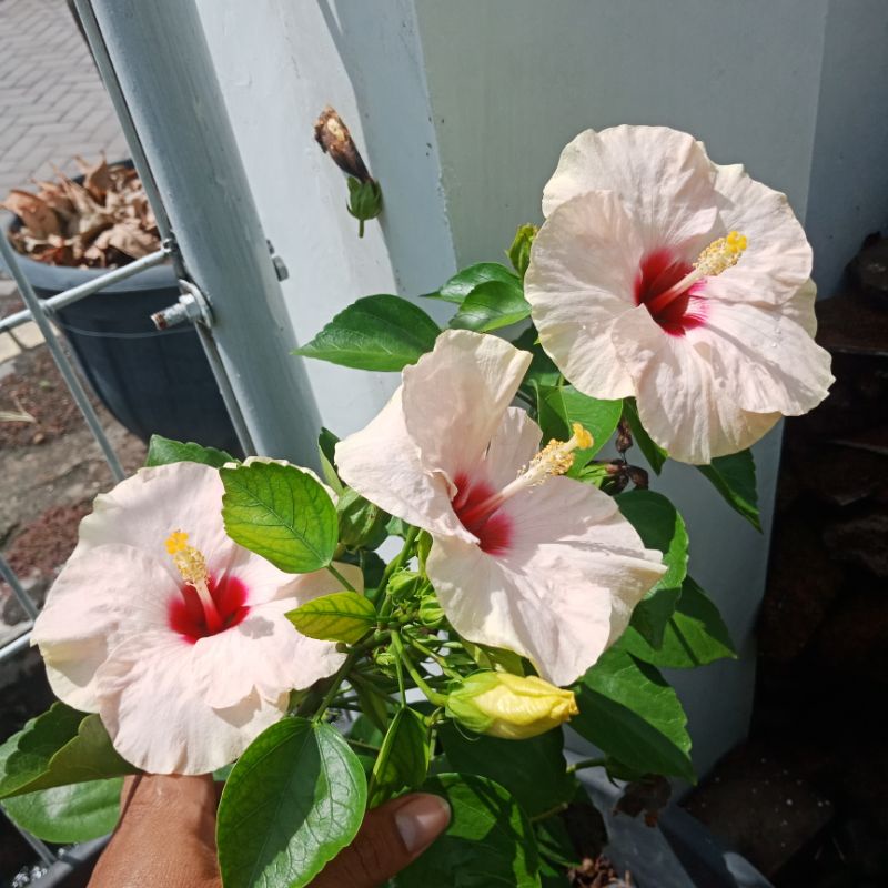 bunga kembang sepatu hibiscus bangkok import wps